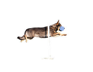 Oprah%20sprung%20mit%20apportel%20transparent%20klein